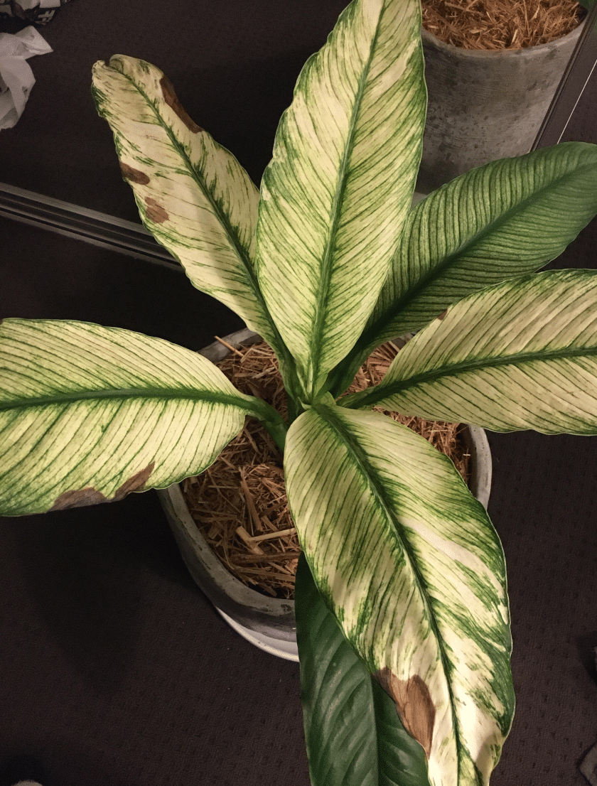 variegated peace lily with brown spots and yellow dull leaves